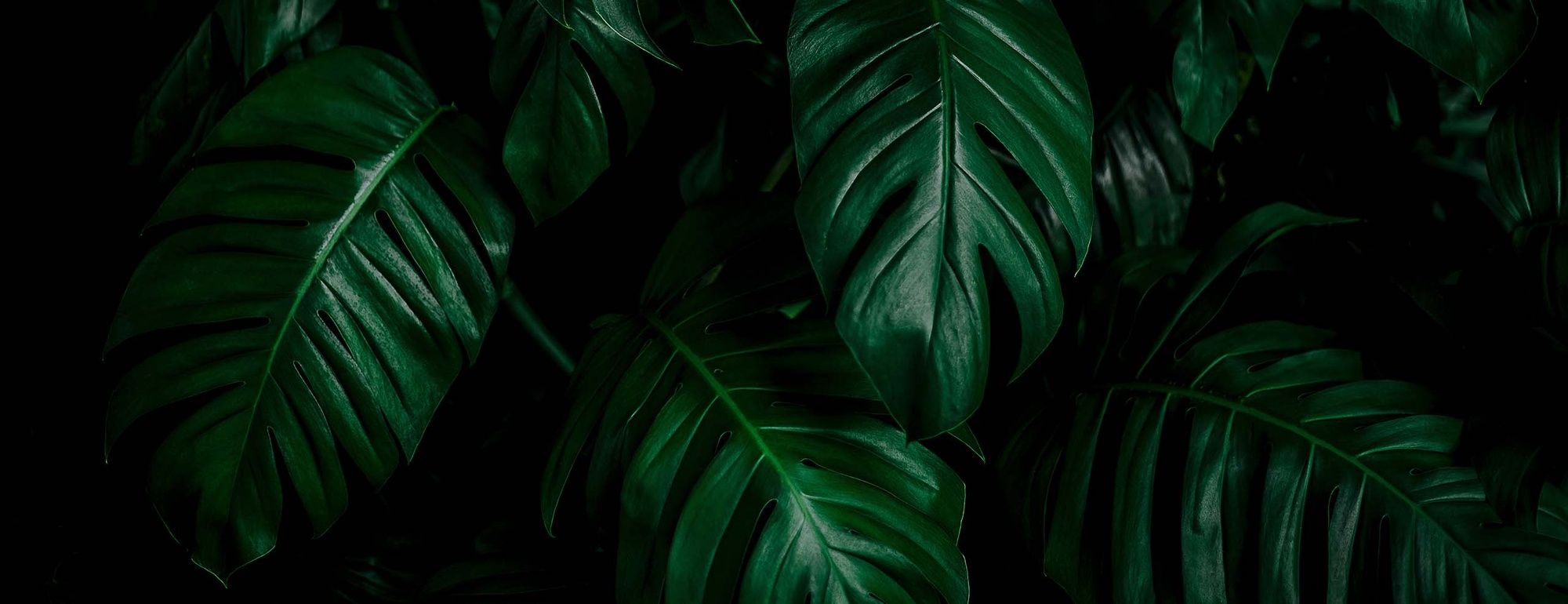 Misty green rainforest canopy stretching across rolling hills